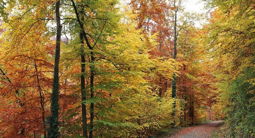 Exotenwald Weinheim , Germany